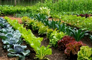 Compost pure sheep manure