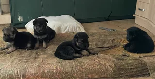 1German Shepherd Puppies for Sale