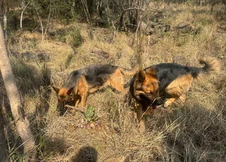 1German Shepherd Puppies for Sale