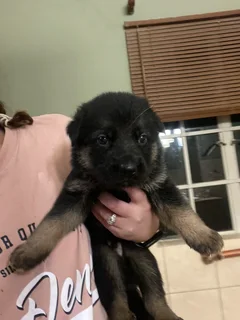 1German Shepherd Puppies for Sale