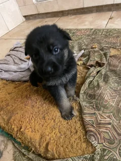 1German Shepherd Puppies for Sale