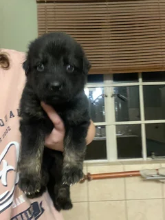 1German Shepherd Puppies for Sale