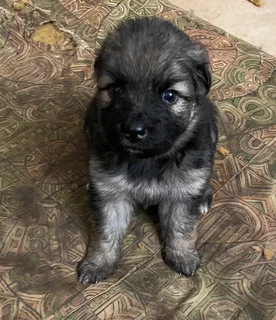 1German Shepherd Puppies for Sale