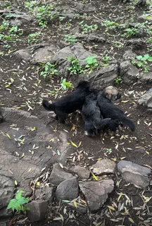 1German Shepherd Puppies for Sale