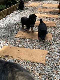 1German Shepherd Puppies for Sale