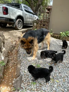 1German Shepherd Puppies for Sale