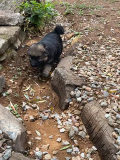 1German Shepherd Puppies for Sale