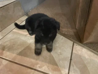 German Shepherd Puppies for Sale