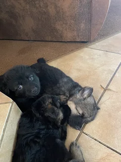 German Shepherd Puppies for Sale