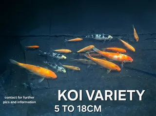 Mixed variants and sizes Koi fish