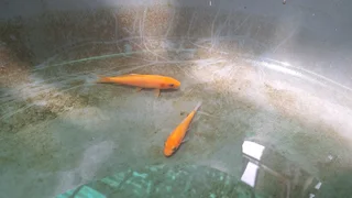 Mixed variants and sizes Koi fish