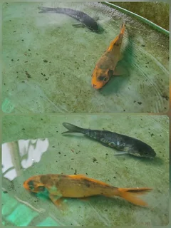 Mixed variants and sizes Koi fish
