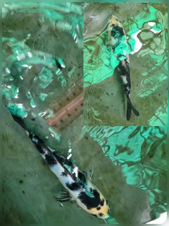 Mixed variants and sizes Koi fish