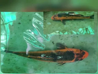 Mixed variants and sizes Koi fish