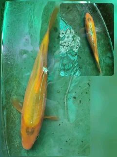 Mixed variants and sizes Koi fish