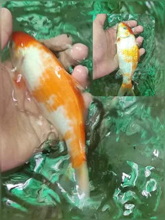 Mixed variants and sizes Koi fish