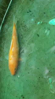 Mixed variants and sizes Koi fish