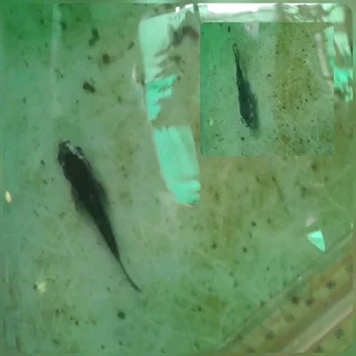 Mixed variants and sizes Koi fish