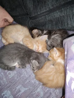 Kittens for sale