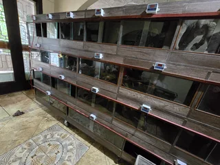 Multi division reptile cabinet