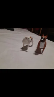 Toys - Ad posted by colleen boughwan