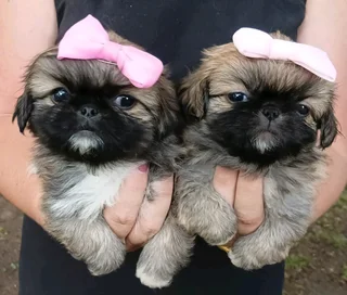 Pekingese females