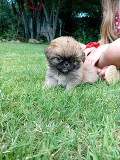 Pekingese females