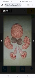 Educational Model of the human brain for students