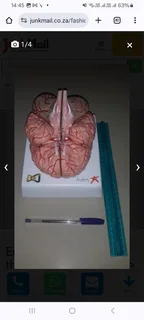 Educational Model of the human brain for students