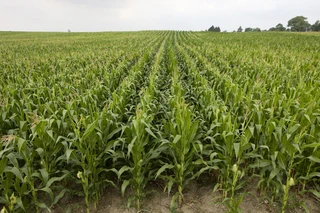 EDENBURG: Economically viable livestock and irrigation farm with abundant water