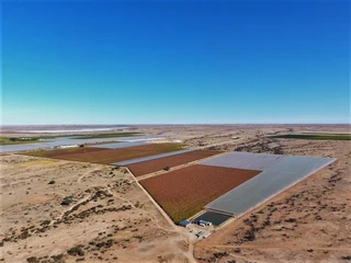 Export grape farm at Kakamas