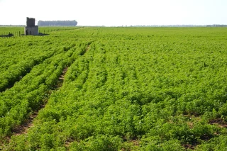 HOPEFIELD WINTERGRAIN AND GRAZING FARM
