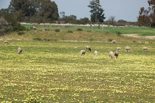 Diversified Farm with recreational facilities