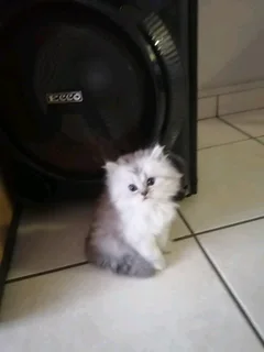 Purebred Persian Chinchilla kittens