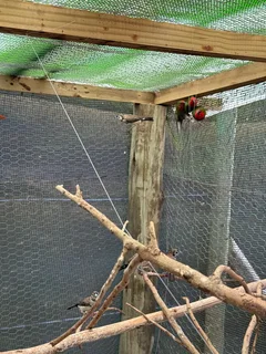 Owl finches and parrot finches