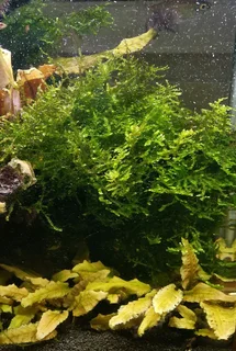Healthy Java Moss for sale