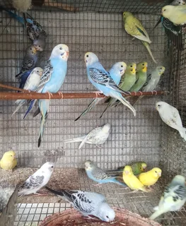 Budgies &amp; cocketails for sale