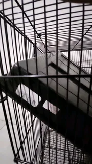 Hamster Cage 2 months old