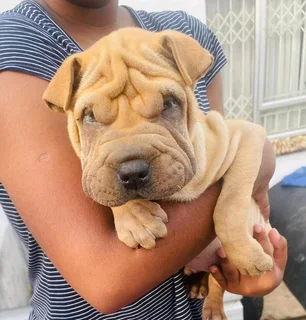 Shar-pei puppies for sale