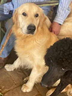 Adorable F1Golden Doodles ava