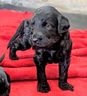 Adorable F1Golden Doodles ava