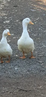 Pekin Ducks for Sale
