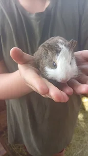 Guinea pigs