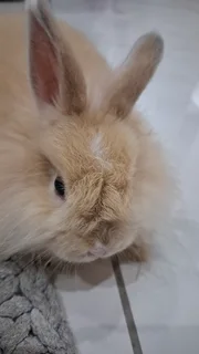 Jersey Wooly Baby-including enclosure, carrier cage, bed, brush, nail clipper, food