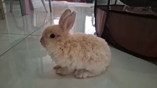 Jersey Wooly Baby-including enclosure, carrier cage, bed, brush, nail clipper, food