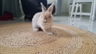 Jersey Wooly Baby-including enclosure, carrier cage, bed, brush, nail clipper, food