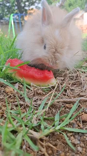 Jersey Wooly Baby-including enclosure, carrier cage, bed, brush, nail clipper, food