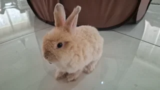 Jersey Wooly Baby-including enclosure, carrier cage, bed, brush, nail clipper, food