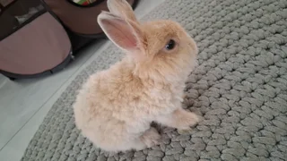 Jersey Wooly Baby-including enclosure, carrier cage, bed, brush, nail clipper, food