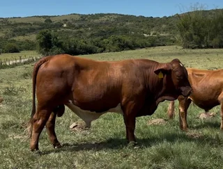 Beefmaster Bulls